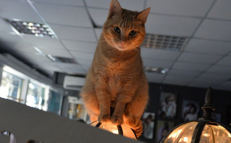 Фиона &mdash; кошка, ищет дом